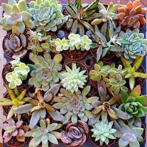 Succulent Mystery Box, set of 3, 2" pots, variety